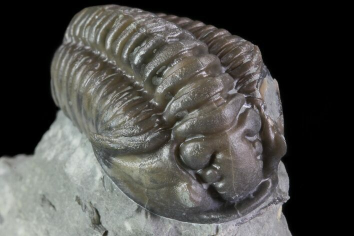 , D Flexicalymene Trilobite - Ohio #68598
